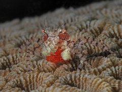 ˮ����Ӱ΢������44��