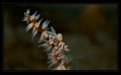 ˮ����Ӱ΢������15��