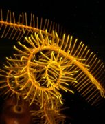 ���ױ���ˮ����Ӱ����Rick��Ʒ��ѡ