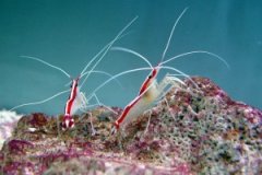 �����������͵�Ϻ�����������������ǻ��