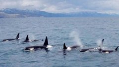 <b>�ձ��ֻ���Ⱥ���ɵ���ǰ��</b>